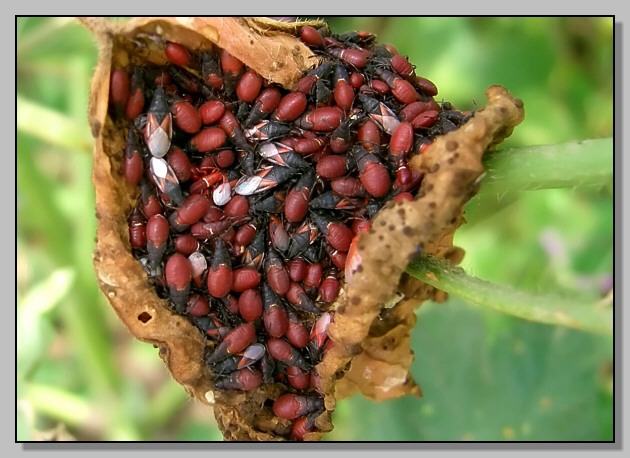 l''Oxycarenus lavaterae immaturi